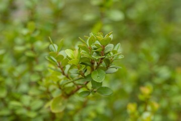 Plant list 2025 - Myrsine africana (African boxwood, Cape myrtle)