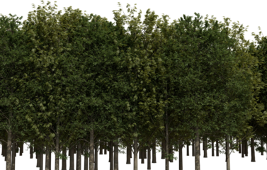 A dense line of numerous deciduous trees, featuring vibrant green foliage and sturdy brown trunks. The uniform row stands isolated transparent background, forming a natural boundary