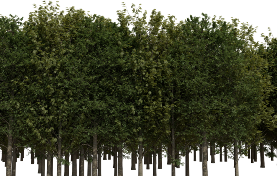 A dense line of numerous deciduous trees, featuring vibrant green foliage and sturdy brown trunks. The uniform row stands isolated transparent background, forming a natural boundary