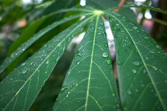 Cassava, Mandioa, Manioc, Tapioca trees (Manihot esculenta), young green leaves with water splash