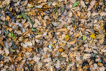 foglie in autunno, in Italia