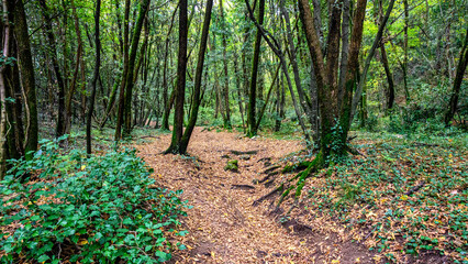 Bosco in autunno coperto di foglie, in Italia, Riva del Garda
