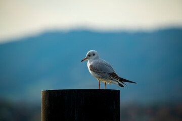 seagull on the pier