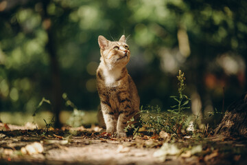 A yard cat walks by itself near the house in the summer.
