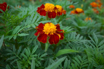 Tagetes patula or the French marigold flowers blooming among its green leaves