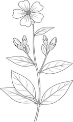 Detailed Hand-Drawn Botanical Illustrations of a Delicate Wildflower and Fragrant Lavender, Perfect for Herbal and Nature-Inspired Designs.