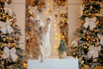Cute cat in a beautiful golden Christmas decoration. 