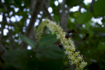 Green sea grape flowers and bees, known scientifically as Coccoloba uvifera