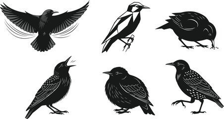 Obraz premium Black starling bird illustration set featuring geometric, detailed, and dynamic poses, diverse vector designs for wildlife art, nature graphics, creative projects, and decorative elements