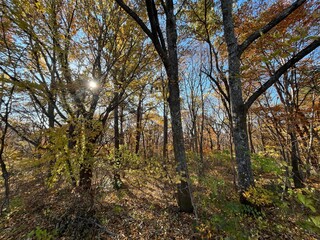 晩秋の泉ヶ岳中腹で、ナラやカエデが鮮やかに紅葉した落葉広葉樹林の景色。