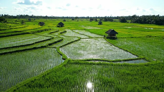 Aerial view of a lush green rice field with terraced plots. Small huts are scattered across the landscape. The bright sky is overhead