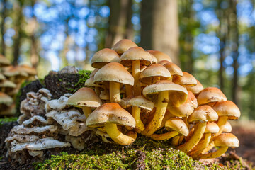 Different types of mushrooms on an old tree stump