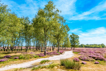 Beautiful Dutch landscape with a sandy path through a heathland with beautiful birch trees on the left and the flowering Heather on the right