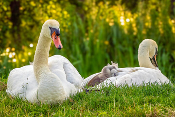The father swan keeps the focus on the photographer and the two youngsters lie exhausted on the mother swan's feathers