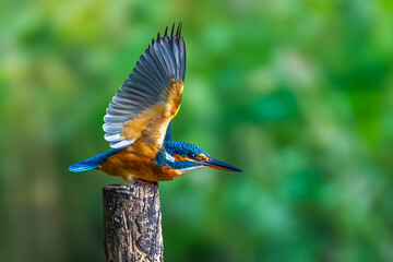 This beautiful male kingfisher is about to fly away with its wings spread out