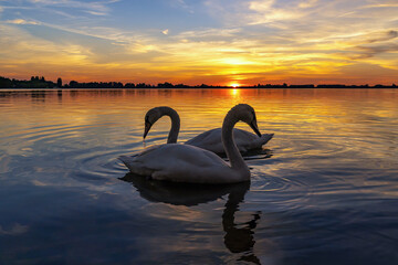 Two graceful swans pose during a colorful sunset over lake Zoetermeerse Plas, Netherlands