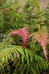 Plant list 2025 - Blechnum parrisiae (Parris hard fern)
