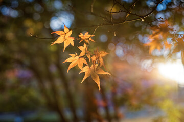 太陽の光を浴びて金色に輝く紅葉の葉と、美しいボケ感のある背景