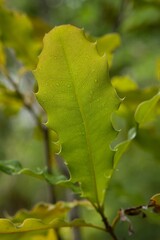 Plant list 2025 - Macadamia integrifolia (Macadamia, Smooth-shlelled macadamia)