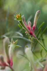 Plant list 2025 - Anigozanthos flavidus (Yellow kangaroo paw)
