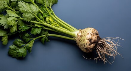 Freshly harvested celeriac with vibrant green foliage and earthy roots rests naturally on a deep blue background for healthy cooking