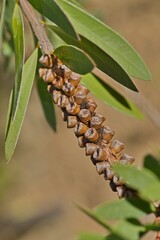 Plant list 2025 - Melaleuca citrina (Crimson bottlebrush, Lemon bottlebrush)