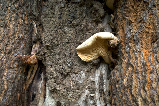 Pleurotus ostreatus, the oyster mushroom or oyster fungus and a tiny spider on the tree trunk