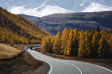 A winding road cuts through golden larch forests in the Altai Republic, leading toward towering snow-covered mountains under a clear autumn sky.