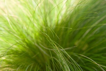 Plant list 2025 - Poaceae sp. (Grass species)