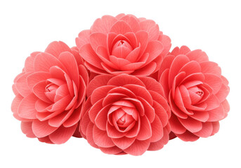 Cluster of pink camellia flowers isolated on transparent background
