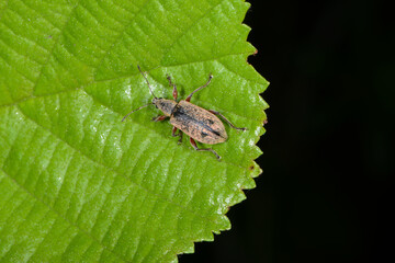 Gespornter Blattrüssler, Phyllobius glaucus