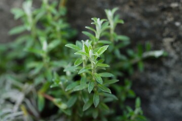 Plant list 2025 - Helichrysum retortoides (Everlasting)