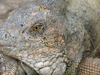 Close-up of a Green Iguana showing its intricate scaly texture and vibrant eye, emphasizing its reptilian features.