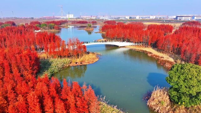 Aerial view of a red dawn redwood forest in a park in autumn