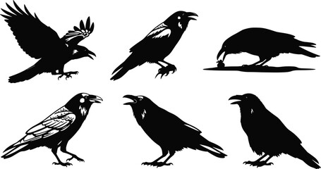 Detailed crow silhouette vector illustration set featuring flying, standing, calling, and feeding poses, high-quality wildlife design elements for nature artwork, creative projects, 