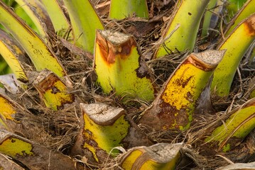 Plant list 2025 - Phoenix canariensis (Canary Island date palm)