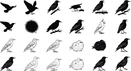 Large starling bird illustration collection featuring silhouettes, outlines, detailed drawings, and various natural poses, versatile vector set for wildlife design, nature graphics, 