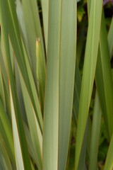 Plant list 2025 - Phormium tenax (New Zealand flax)