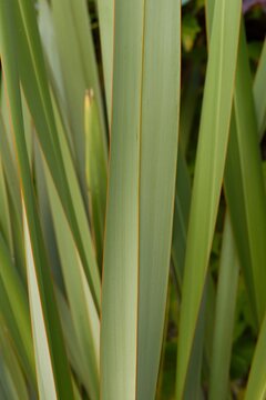 Plant list 2025 - Phormium tenax (New Zealand flax)