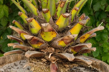 Plant list 2025 - Phoenix canariensis (Canary Island date palm)