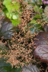Plant list 2025 - Heuchera x hybrida (Coral bells)