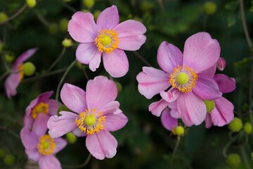Plant list 2025 - Anemone hupehensis (Japanese anemone)