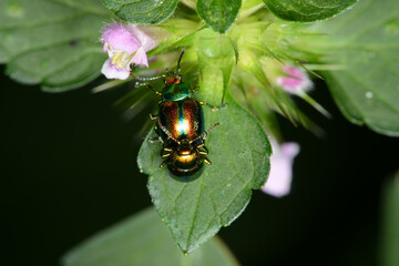  Goldglänzende Blattkäfer, Chrysolina fastuosa