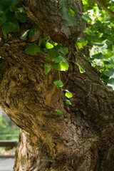 Plant list 2025 - Ginkgo biloba (Maidenhair tree)
