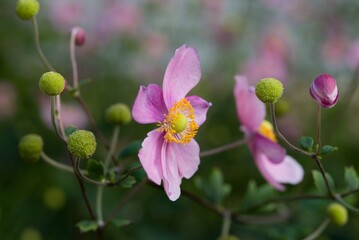Plant list 2025 - Anemone hupehensis (Japanese anemone)