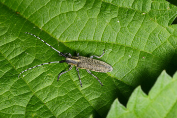Scheckhorn-Distelbock,  Agapanthia villosoviridescens