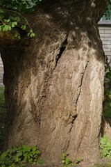 Plant list 2025 - Ginkgo biloba (Maidenhair tree)