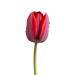 Single red tulip blossom isolated on a white background, embodying spring nature and floral beauty