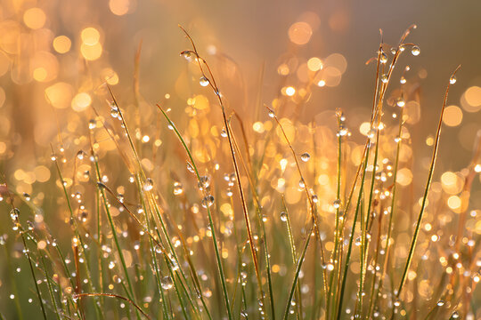 morning dew on grass glowing with golden sunrise reflection creating a soft shimmering macro morning scene