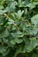 Plant list 2025 - Ginkgo biloba (Maidenhair tree)